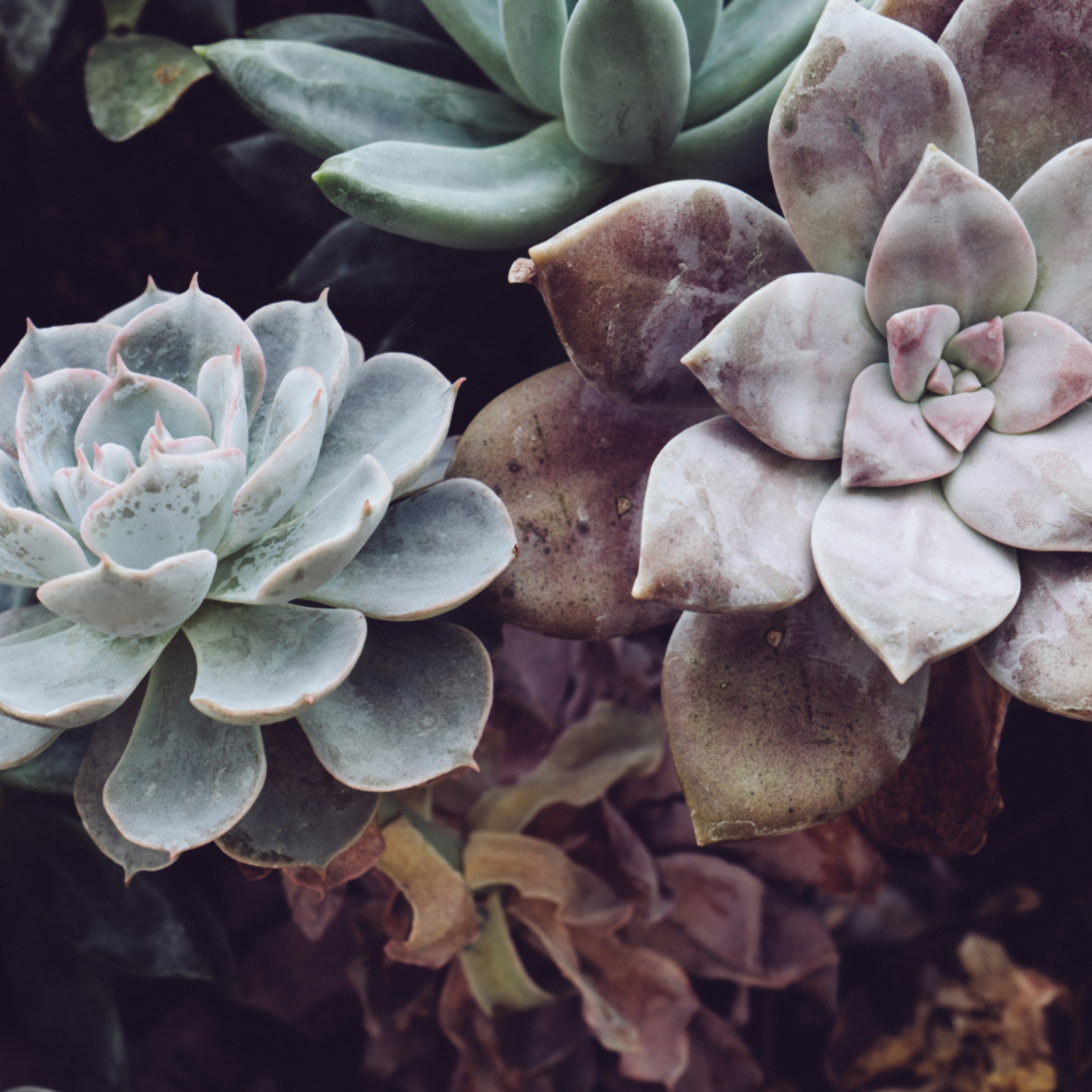 Venta de plantas y jardinería